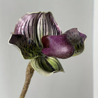 description_selected1